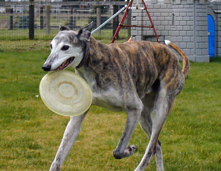 frsibeecarry_edited-1