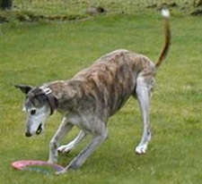 chasing down his toy. Like most greyhounds, he enjoys chasing toys