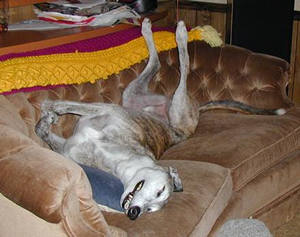 My racing greyhound takes a break!