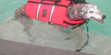 learning to swim in a dog swimming pool!