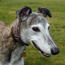 XIMMARON THE GREYHOUND!